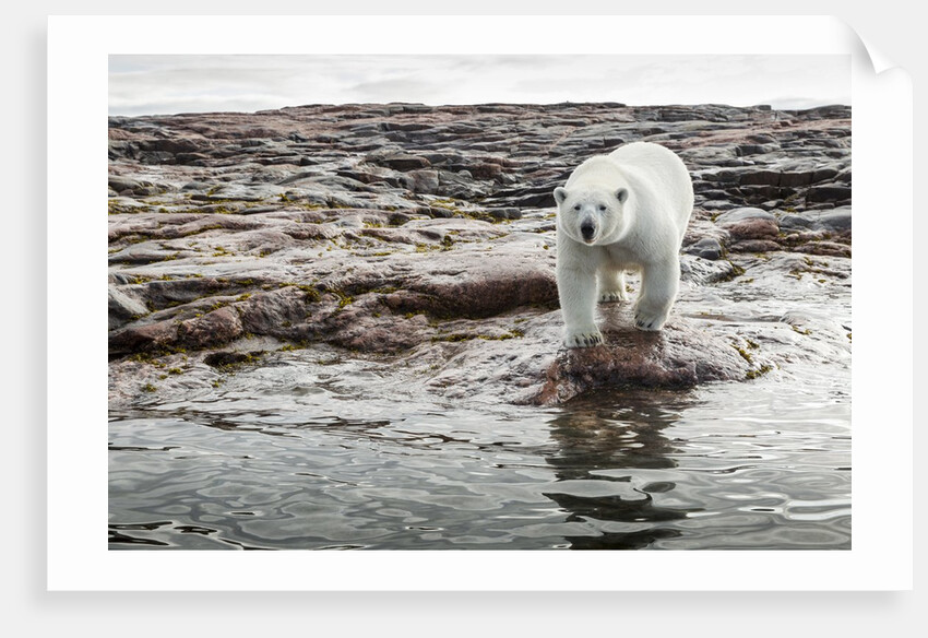 Polar Bear on Harbour Islands, Hudson Bay, Nunavut, Canada by Anonymous