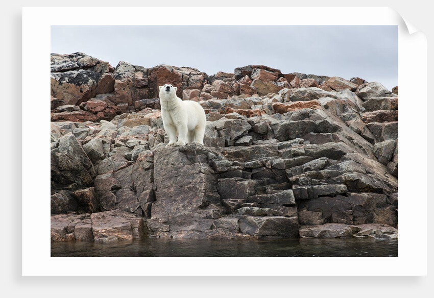 Polar Bear on Harbour Islands, Hudson Bay, Nunavut, Canada by Anonymous