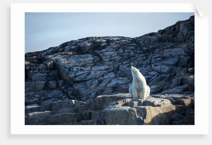 Polar Bear on Harbour Islands, Hudson Bay, Nunavut, Canada by Anonymous