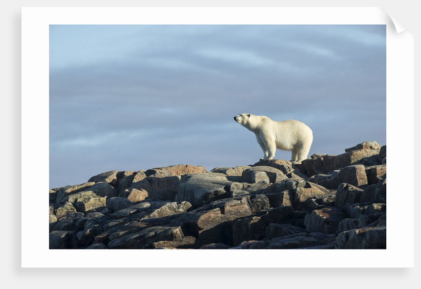 Polar Bear on Harbour Islands, Hudson Bay, Nunavut, Canada by Anonymous