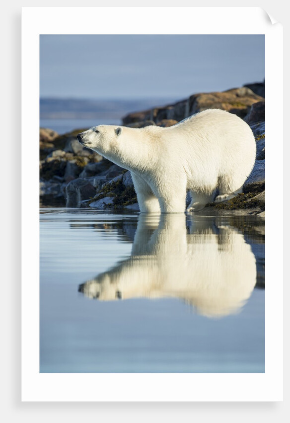 Polar Bear on Harbour Islands, Hudson Bay, Nunavut, Canada by Anonymous