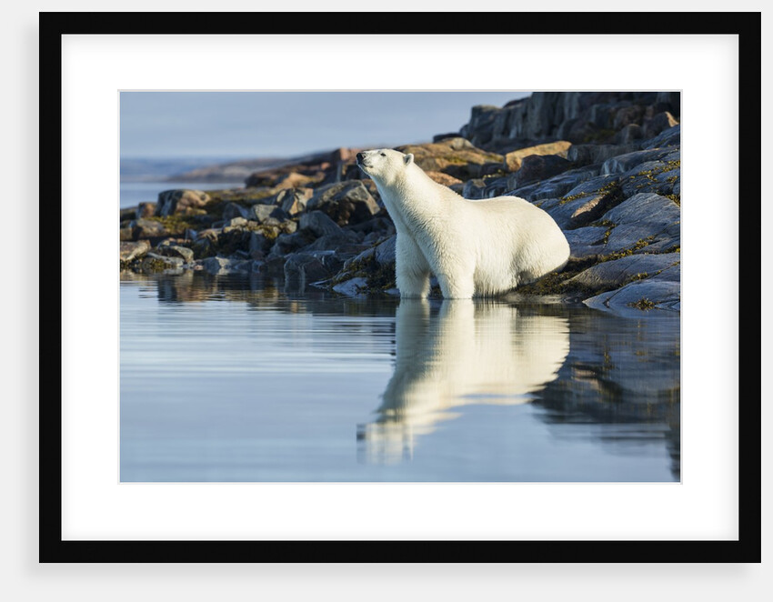 Polar Bear on Harbour Islands, Hudson Bay, Nunavut, Canada by Anonymous