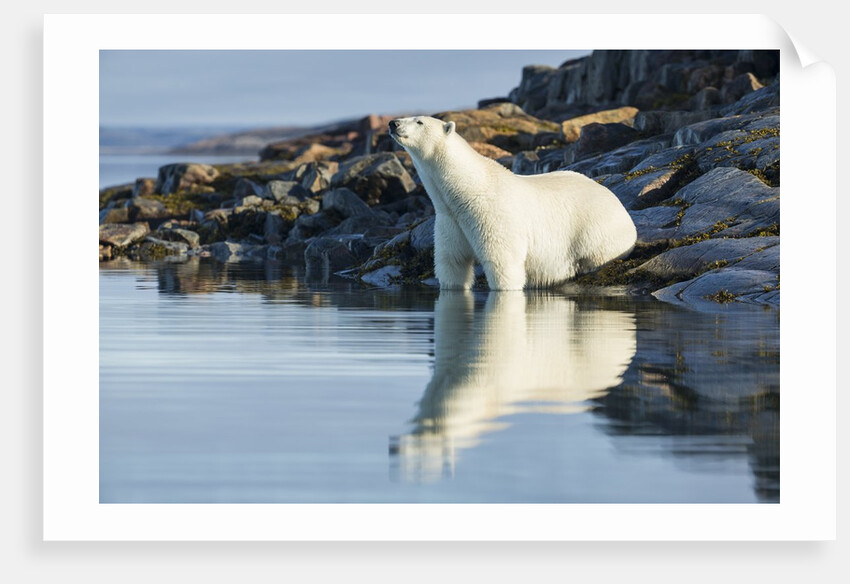Polar Bear on Harbour Islands, Hudson Bay, Nunavut, Canada by Anonymous