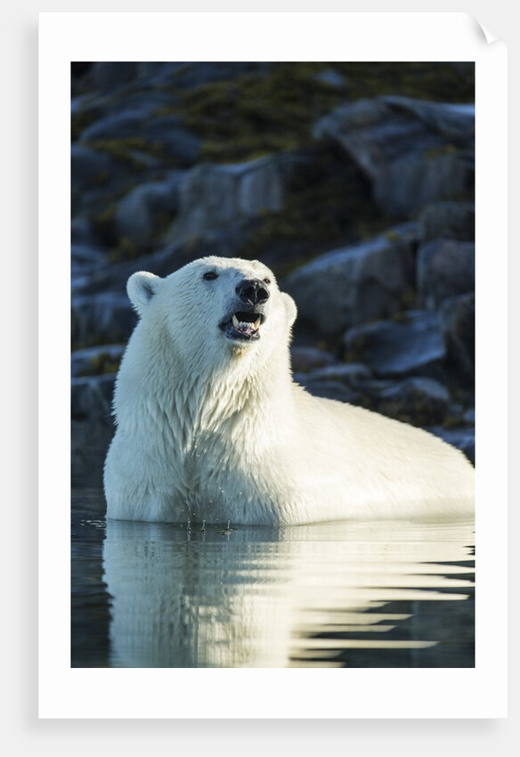 Polar Bear on Harbour Islands, Hudson Bay, Nunavut, Canada by Anonymous