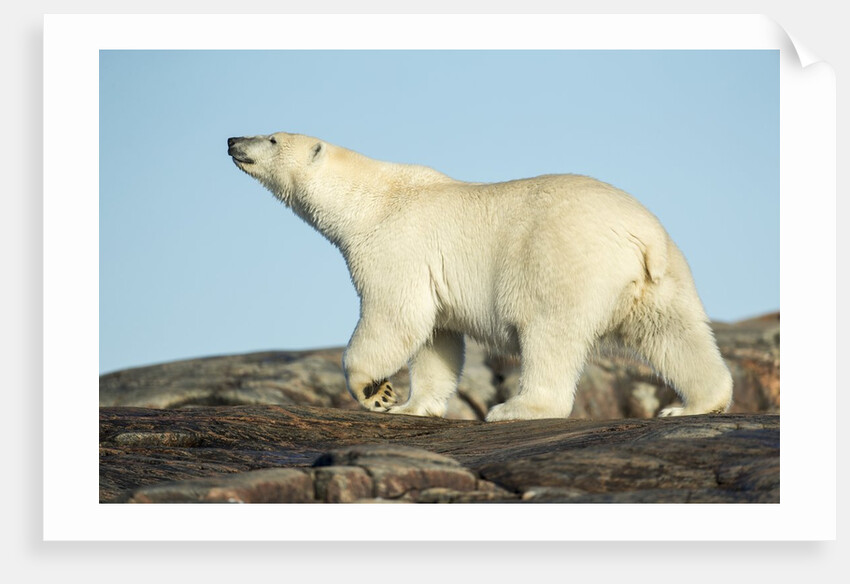 Polar Bear on Harbour Islands, Hudson Bay, Nunavut, Canada by Anonymous