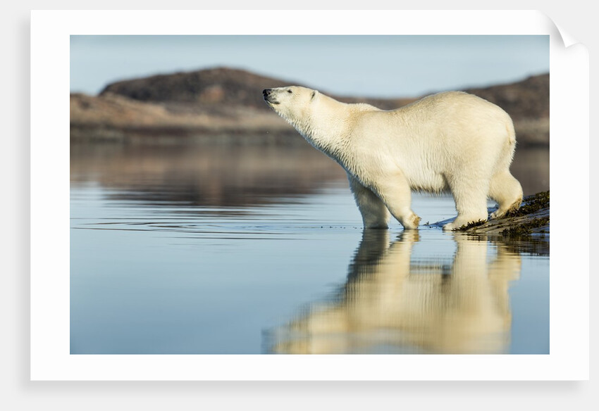 Polar Bear on Harbour Islands, Hudson Bay, Nunavut, Canada by Anonymous