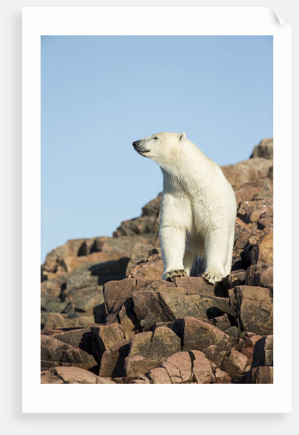 Polar Bear on Harbour Islands, Hudson Bay, Nunavut, Canada by Anonymous