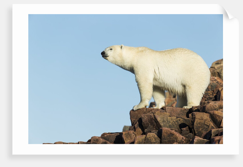 Polar Bear on Harbour Islands, Hudson Bay, Nunavut, Canada by Anonymous