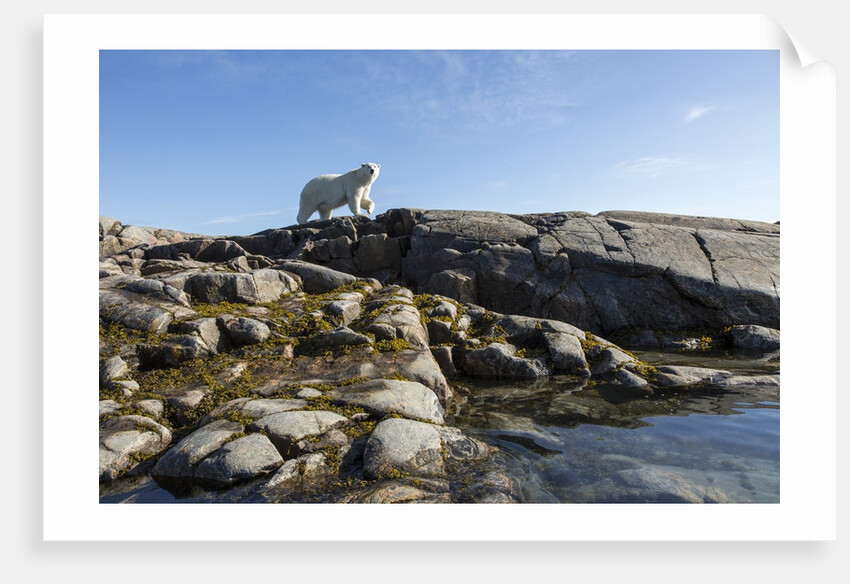Polar Bear on Harbour Islands, Hudson Bay, Nunavut, Canada by Anonymous