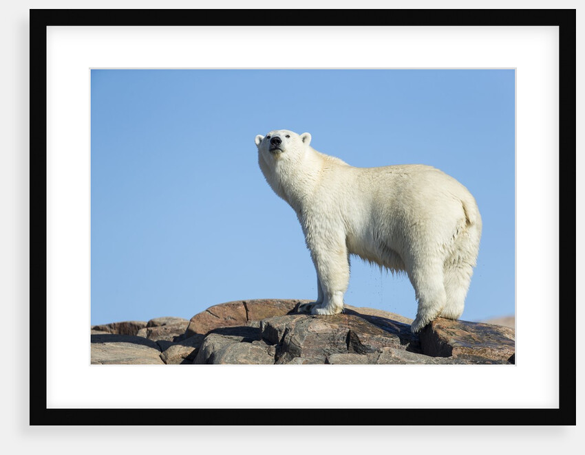 Polar Bear on Harbour Islands, Hudson Bay, Nunavut, Canada by Anonymous
