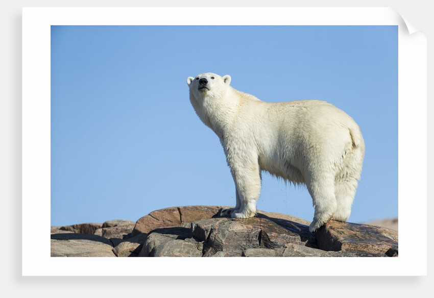 Polar Bear on Harbour Islands, Hudson Bay, Nunavut, Canada by Anonymous