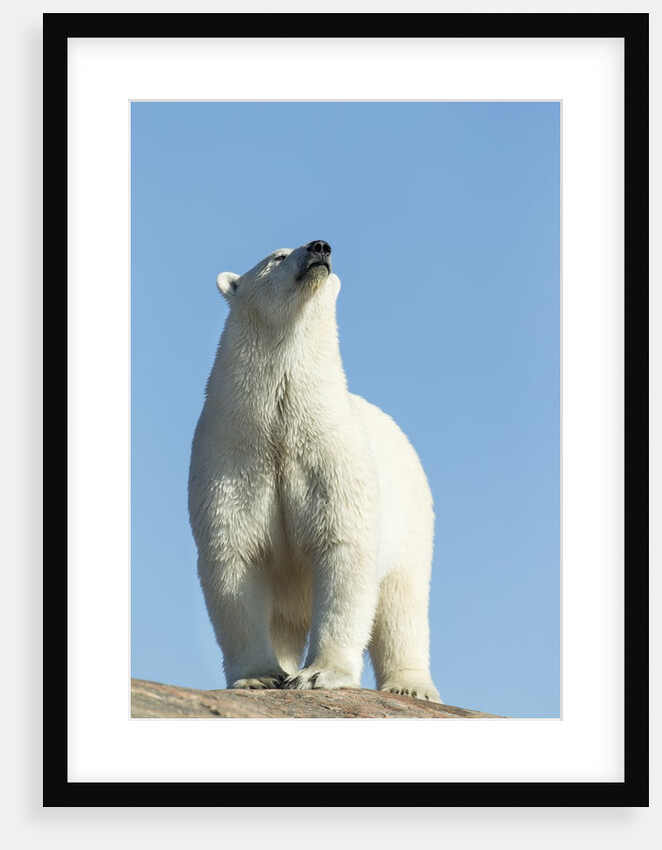 Polar Bear on Harbour Islands, Hudson Bay, Nunavut, Canada by Anonymous