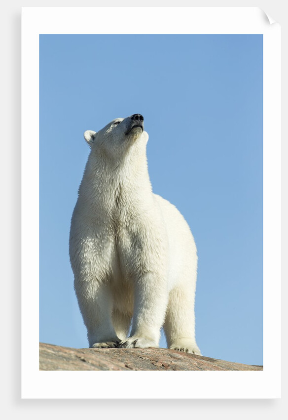 Polar Bear on Harbour Islands, Hudson Bay, Nunavut, Canada by Anonymous