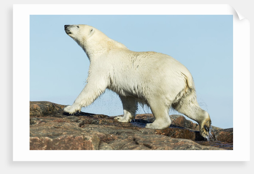 Polar Bear on Harbour Islands, Hudson Bay, Nunavut, Canada by Anonymous