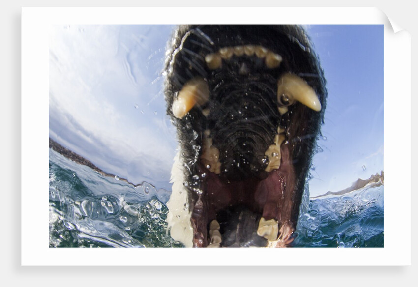 Swimming Polar Bear, Hudson Bay, Nunavut, Canada by Anonymous