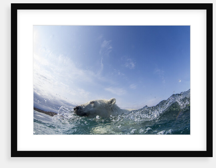 Swimming Polar Bear, Hudson Bay, Nunavut, Canada by Anonymous