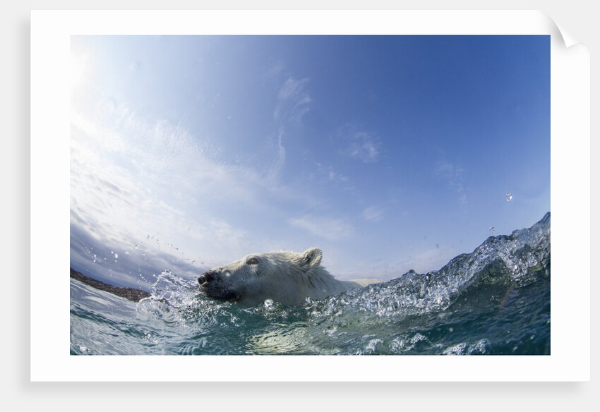 Swimming Polar Bear, Hudson Bay, Nunavut, Canada by Anonymous