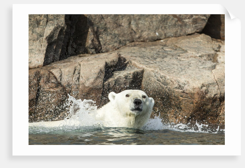Swimming Polar Bear, Hudson Bay, Nunavut, Canada by Anonymous