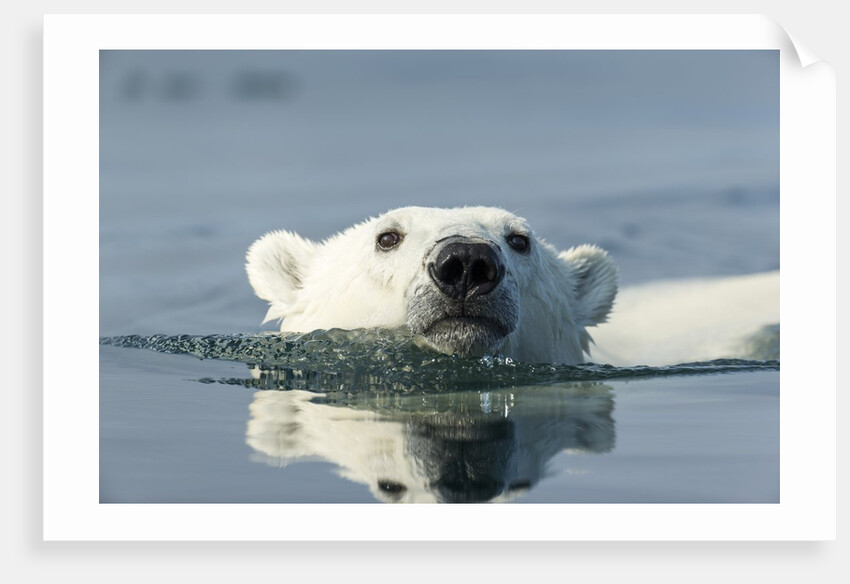Swimming Polar Bear, Hudson Bay, Nunavut, Canada by Anonymous