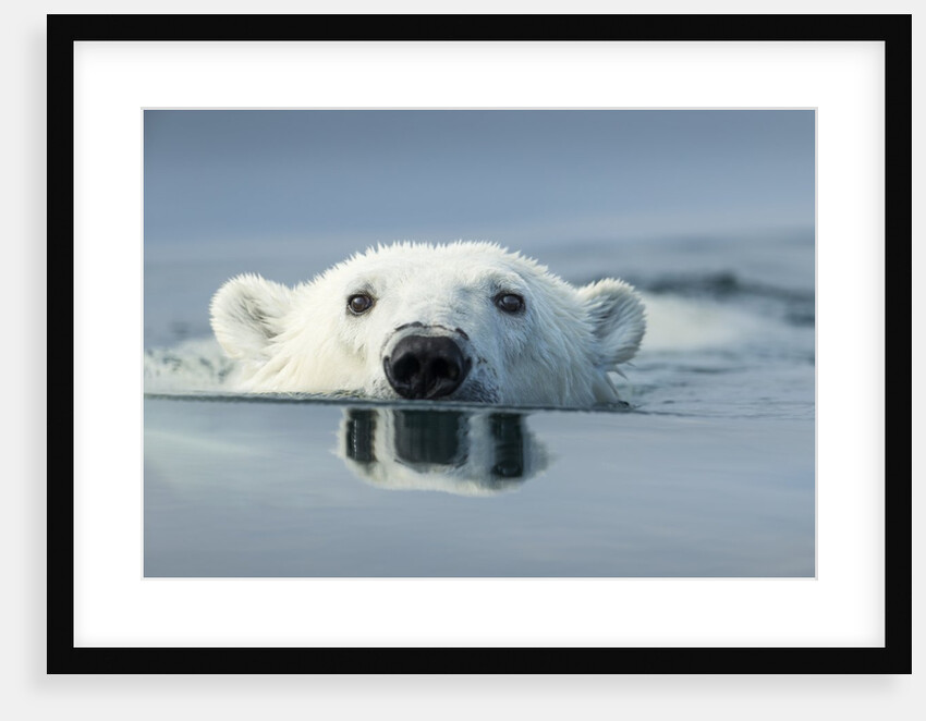 Swimming Polar Bear, Hudson Bay, Nunavut, Canada by Anonymous