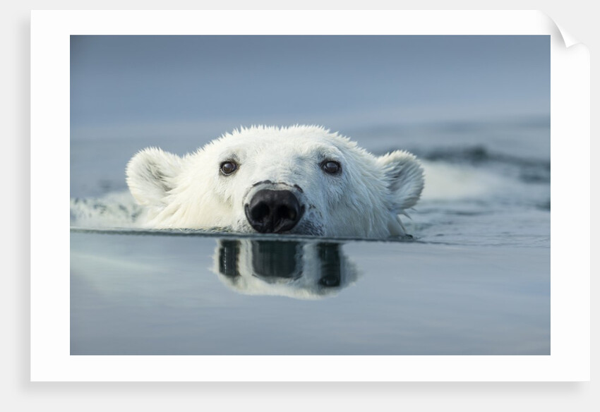 Swimming Polar Bear, Hudson Bay, Nunavut, Canada by Anonymous