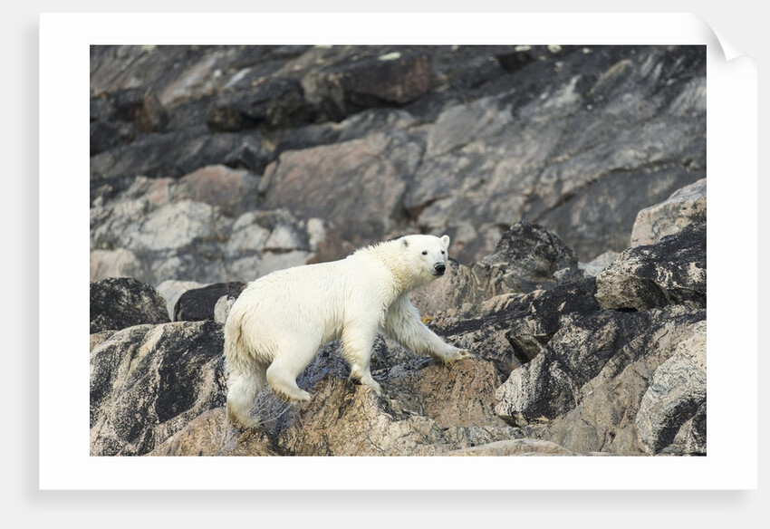 Polar Bear, Hudson Bay, Nunavut, Canada by Anonymous