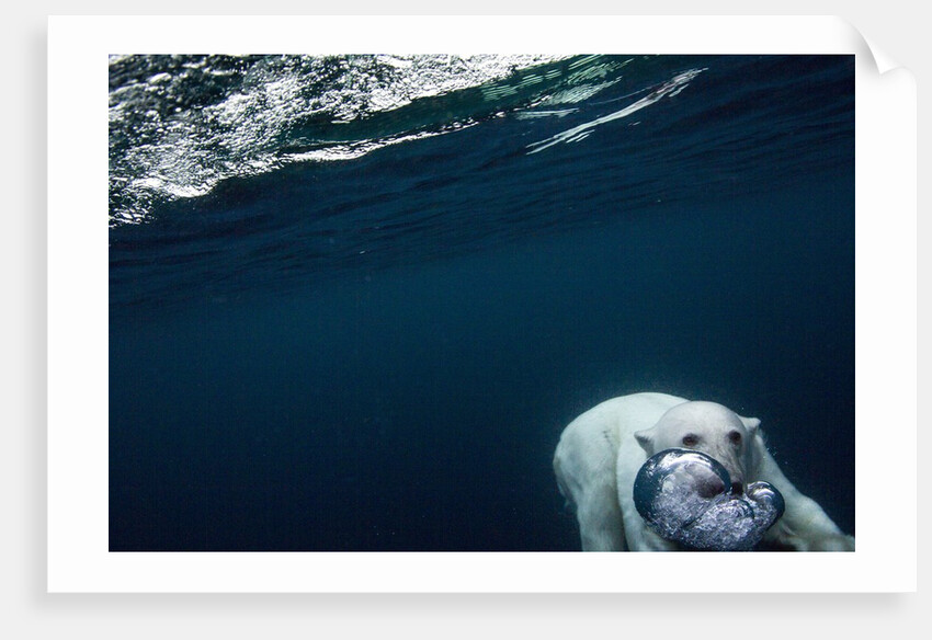Underwater Polar Bear near Frozen Strait, Nunavut, Canada by Anonymous