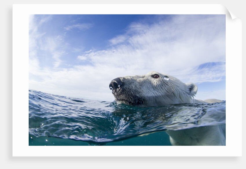 Underwater Polar Bear near Frozen Strait, Nunavut, Canada by Anonymous