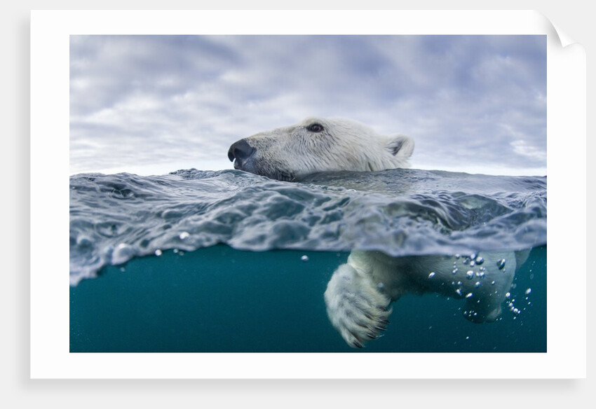 Underwater Polar Bear by Harbour Islands, Nunavut, Canada by Anonymous