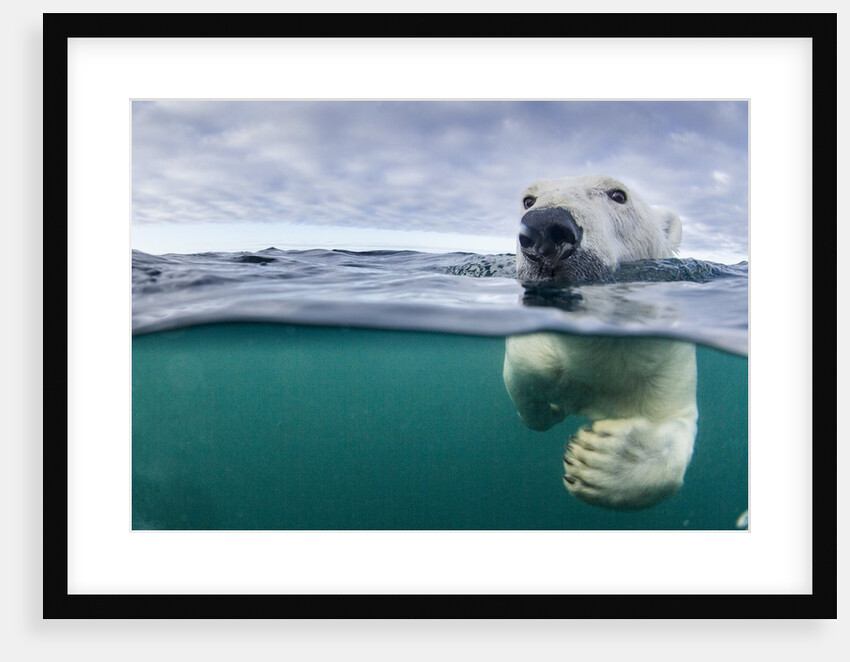 Underwater Polar Bear by Harbour Islands, Nunavut, Canada by Anonymous