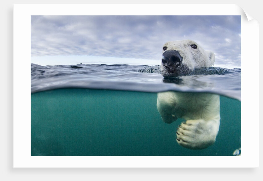 Underwater Polar Bear by Harbour Islands, Nunavut, Canada by Anonymous