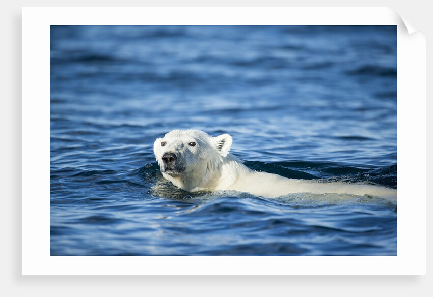 Polar Bear Swimming by Harbour Islands, Nunavut, Canada by Anonymous