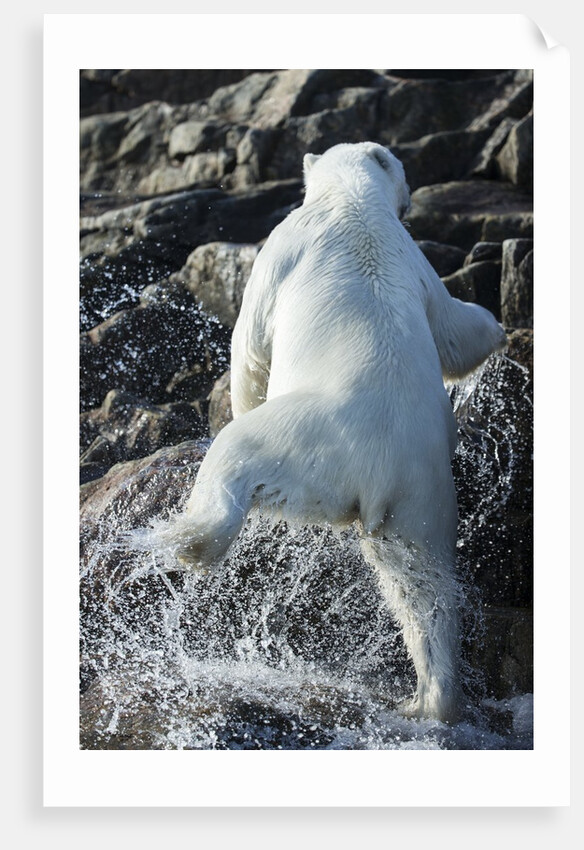 Polar Bear on Harbour Islands, Nunavut, Canada by Anonymous