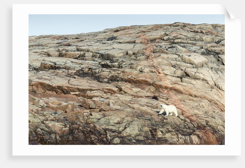 Polar Bear on Harbour Islands, Nunavut, Canada by Anonymous
