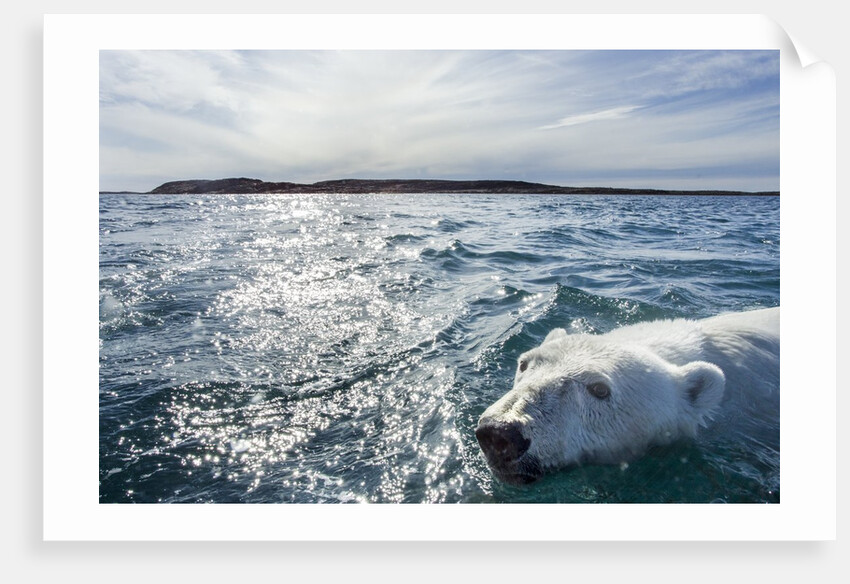 Polar Bear Swimming by Harbour Islands, Nunavut, Canada by Anonymous