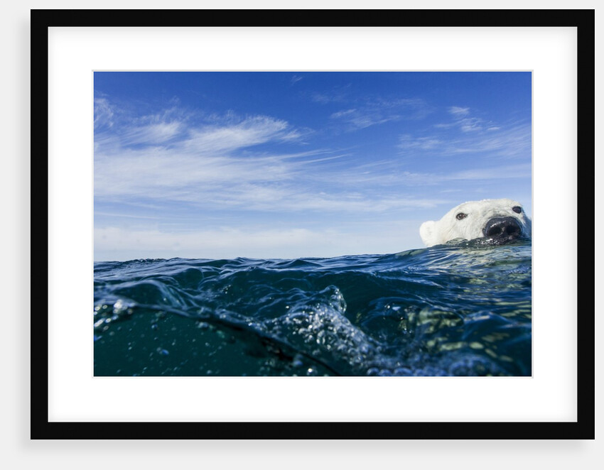 Polar Bear Swimming by Harbour Islands, Nunavut, Canada by Anonymous