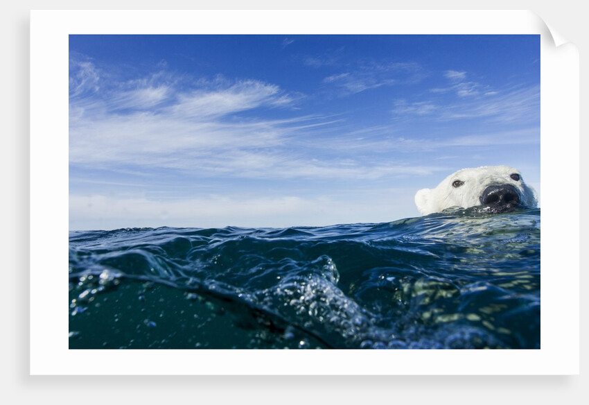 Polar Bear Swimming by Harbour Islands, Nunavut, Canada by Anonymous