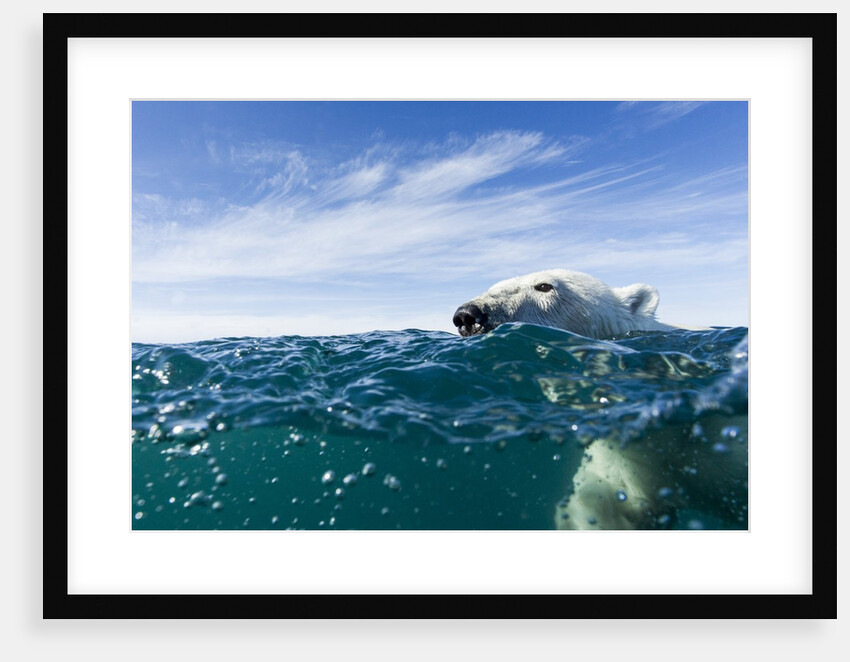 Polar Bear Swimming by Harbour Islands, Nunavut, Canada by Anonymous