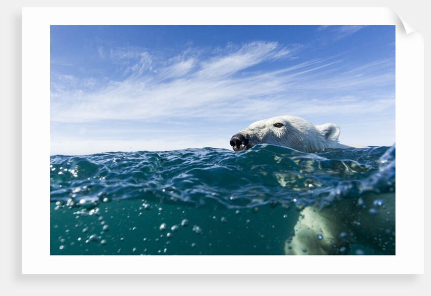 Polar Bear Swimming by Harbour Islands, Nunavut, Canada by Anonymous