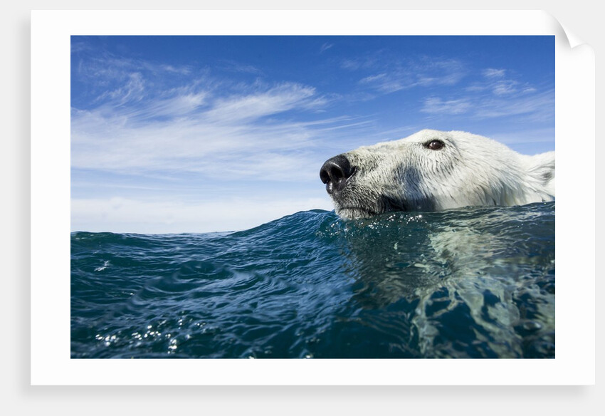 Polar Bear Swimming by Harbour Islands, Nunavut, Canada by Anonymous
