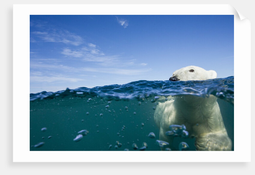 Underwater Polar Bear by Harbour Islands, Nunavut, Canada by Anonymous