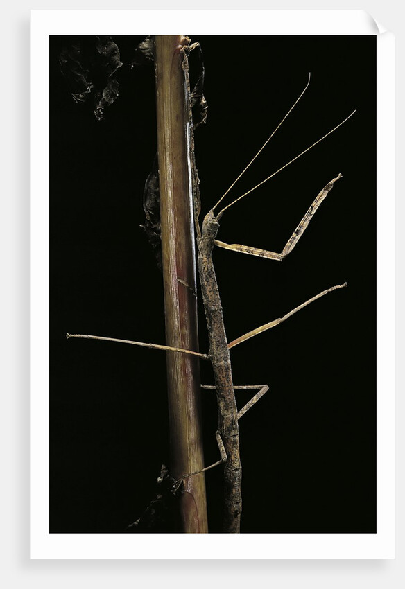 Carausius spinosus (pincer-end stick insect) by Anonymous