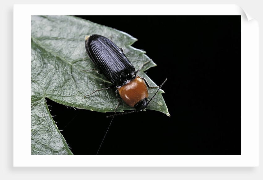 Cardiophorus gramineus (click beetle) by Anonymous