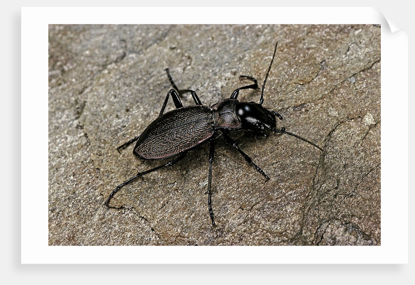 Cechenus pyrenaeus (ground beetle) by Anonymous