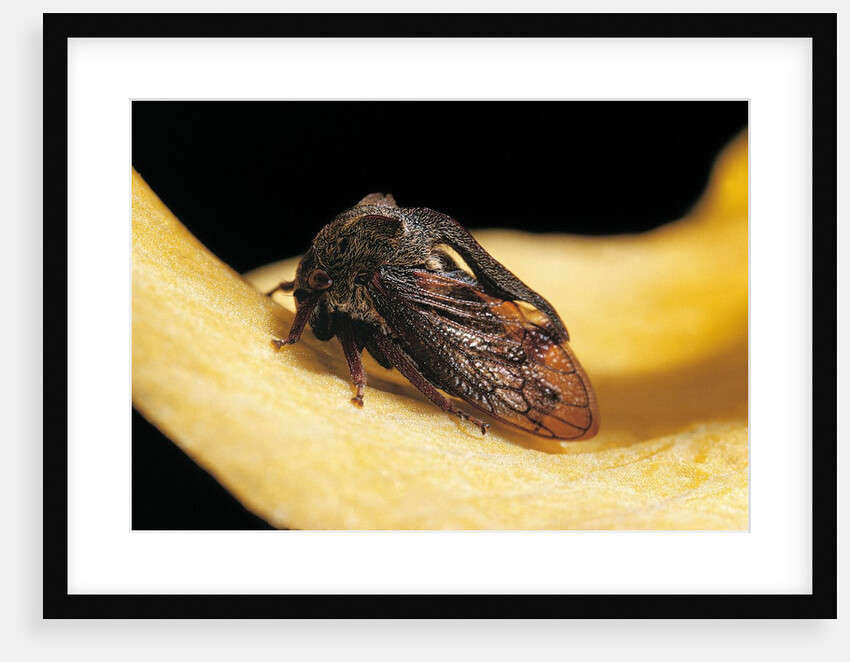 Centrotus cornutus (horned treehopper) by Anonymous