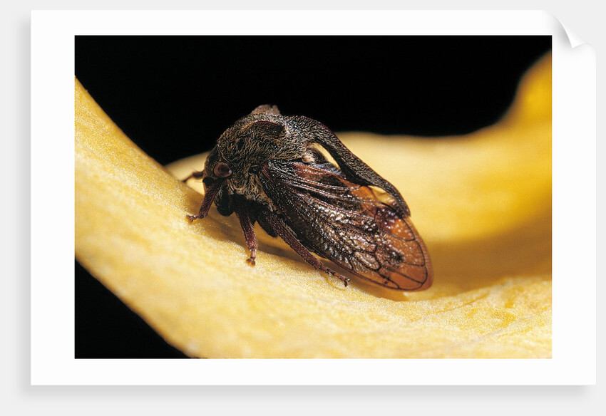 Centrotus cornutus (horned treehopper) by Anonymous