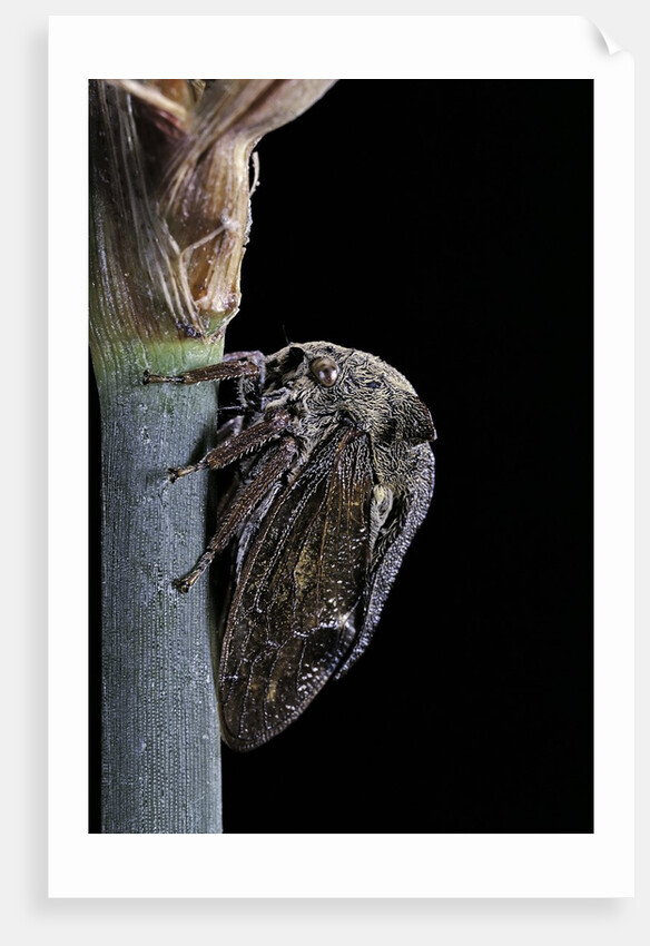 Centrotus cornutus (horned treehopper) by Corbis