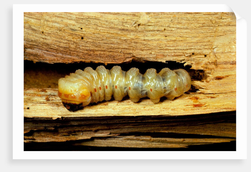 Cerambyx cerdo (great capricorn beetle) - larva by Anonymous