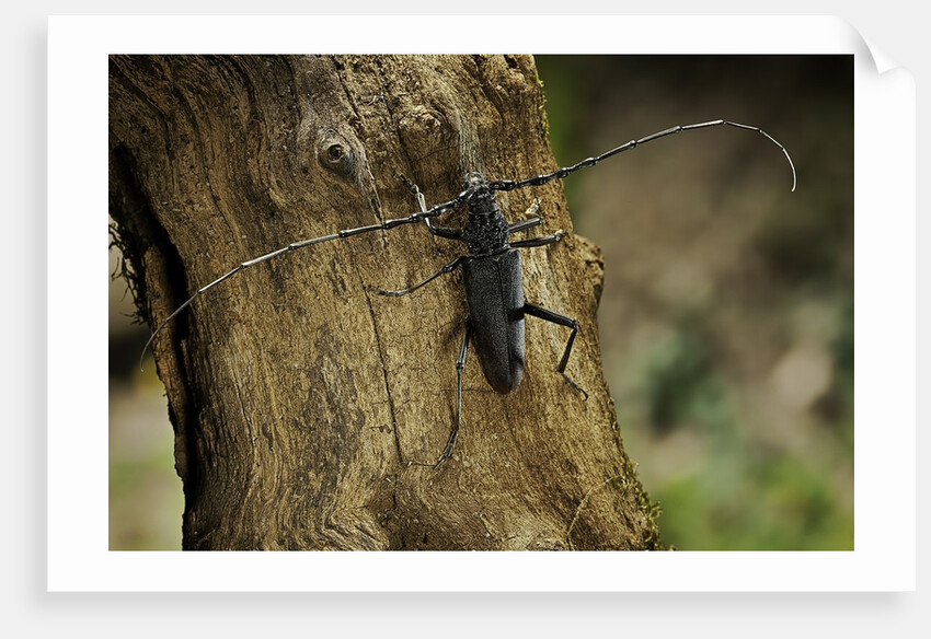 Cerambyx cerdo (great capricorn beetle) by Anonymous
