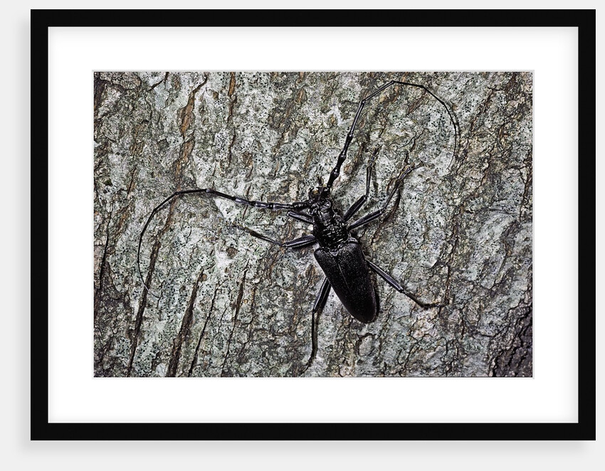 Cerambyx cerdo (great capricorn beetle) by Anonymous
